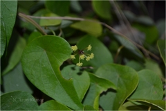 Stephania hernandiifolia
